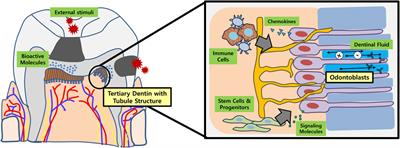 Physiologic dentin regeneration: its past, present, and future perspectives